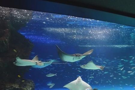 海花岛水族馆营业时间