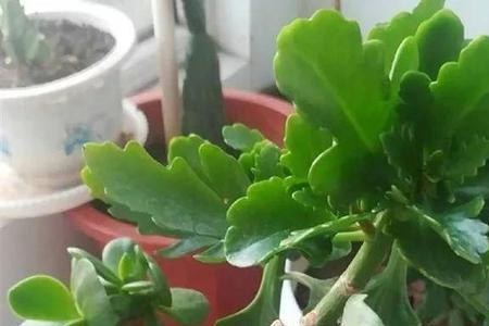 长寿花不生根的原因及处理办法