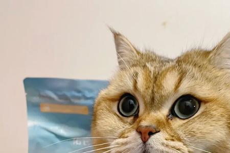 沉底的猫粮一定是好的吗