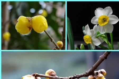 石榴水仙菊花山茶什么花先开