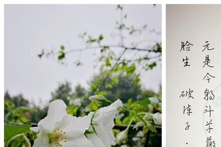 关于清明节的现代诗冰心
