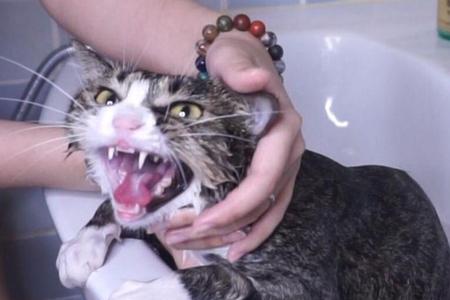 鱼石脂可以给猫用吗