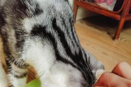 隔夜的水猫能不能喝