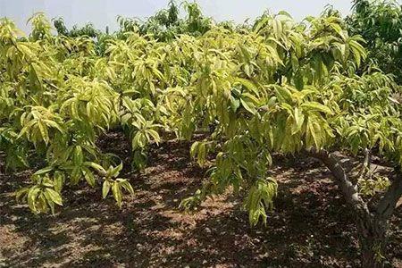 桃树坐果后叶片突然干枯落叶