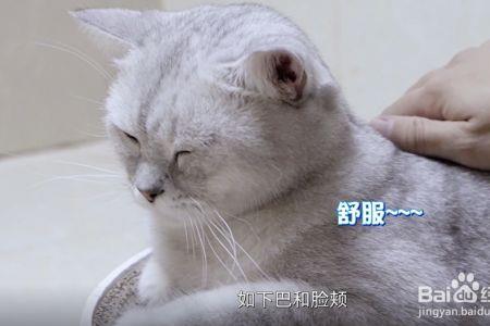 怎么样才能摸到猫