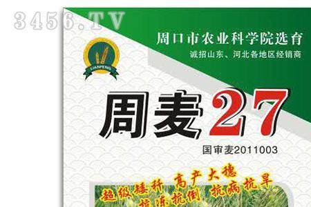 周麦38号是哪个品种杂交的