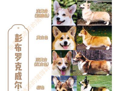 柯基血统分类
