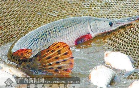 钓到保护鱼种放生犯法吗