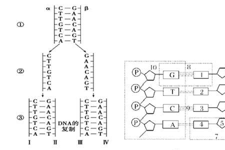 dna骨架是指