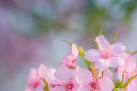 春暖花开又一年唯美诗句