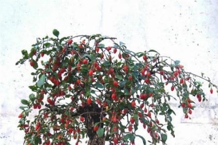 枸杞什么季节盆栽最好
