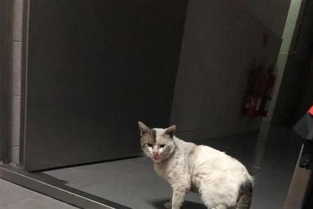 猫能爬几层楼高