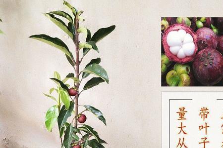山竹树能种屋前吗