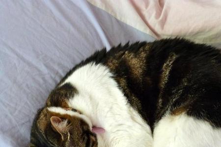 猫狸晚上怕什么