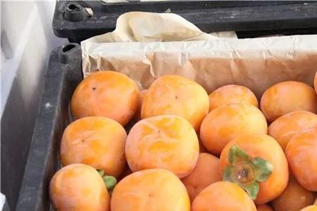 奶油柿子是什么品种
