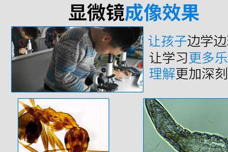 玩具显微镜能看到螨虫吗