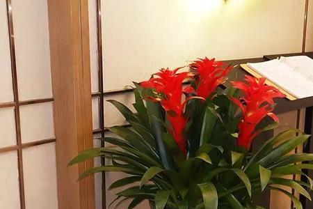 家里能不能放两盆鸿运当头