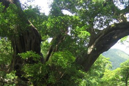 怎么辨别血榕树