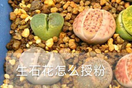 生石花授粉后多久结种子