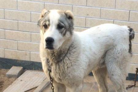 中亚犬为什么咬人