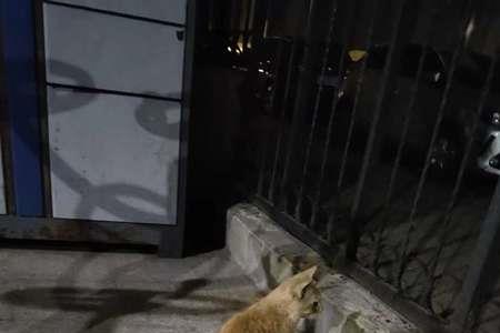 被赶出小区的流浪猫能活几年