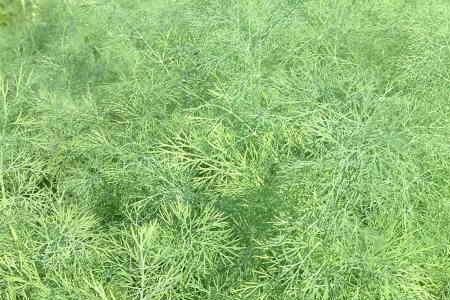 茴香夏季种植几月份