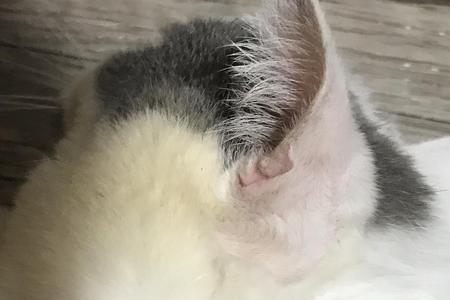 猫咪耳朵向后动代表什么