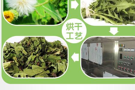 仓鼠用蒲公英干嘛