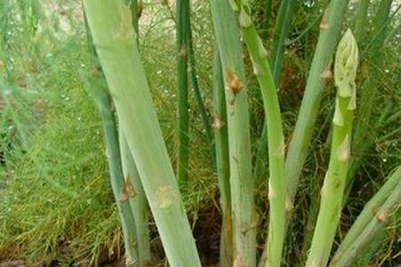 兆丰农业科技芦笋种植技术