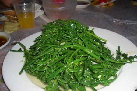 树仔菜江西可以种吗