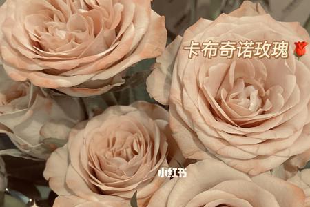 卡布奇诺玫瑰蛋糕颜色怎么调