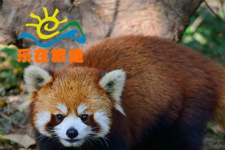 深圳野生动物多大