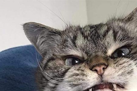 为什么猫闻到自己的猫毛会生气