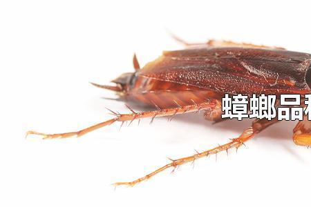 为什么蟑螂喜欢电插板