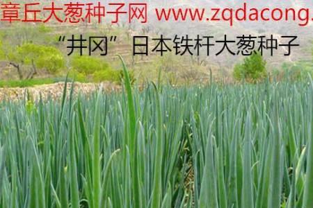 钢葱受欢迎还是长白葱受欢迎