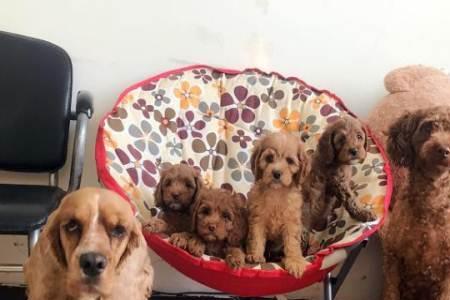 可卡布成犬多大