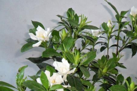 栀子花水培能活多久