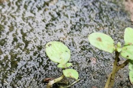 雨水在地上干了怎么是黄的