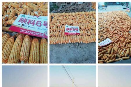陕西关中夏玉米什么品种好