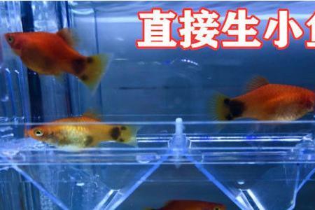 水晶虾可以和虎皮鱼一起养么