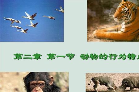动物行为本性