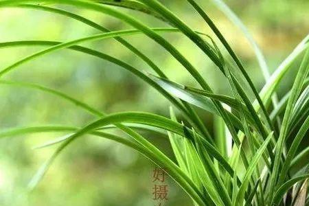 兰花室外淋雨多久