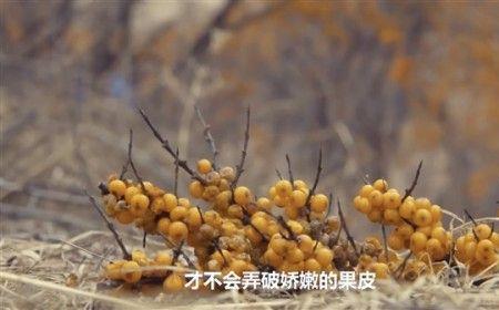 沙棘猪手怎么制作