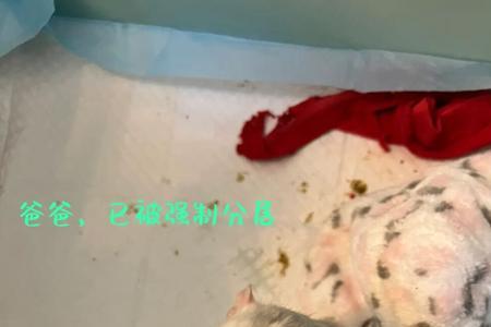 如何判断花枝鼠是否怀孕