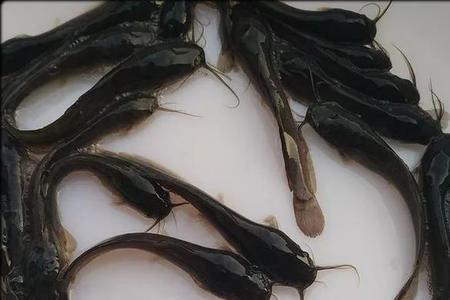 鲶鱼养殖最怕什么