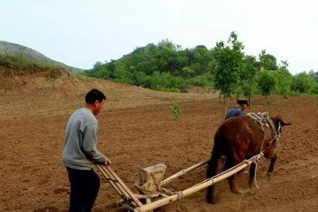 耩麦什么意思