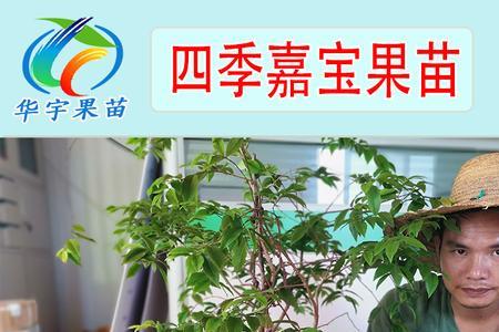 四季嘉宝果好还是艾斯卡品种好