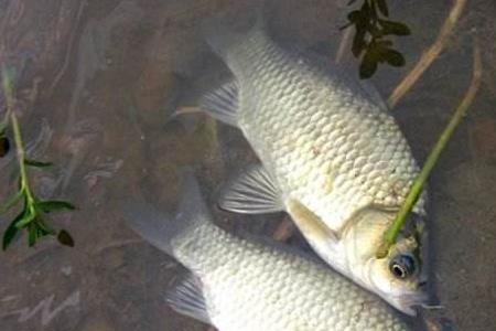 养鲫鱼要多久换一次水