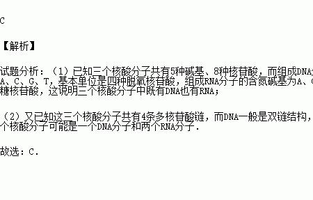 一个碱基有几个核苷酸