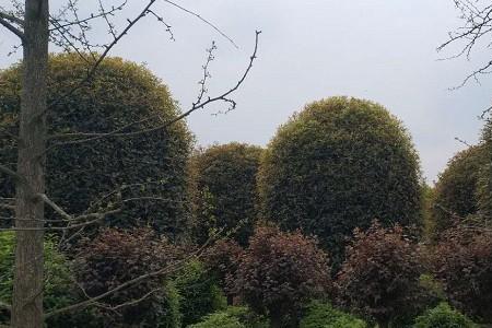 桂花树能和小侧柏栽＿起屿